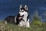 SIBERIAN HUSKY 521